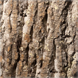 poplar bark siding