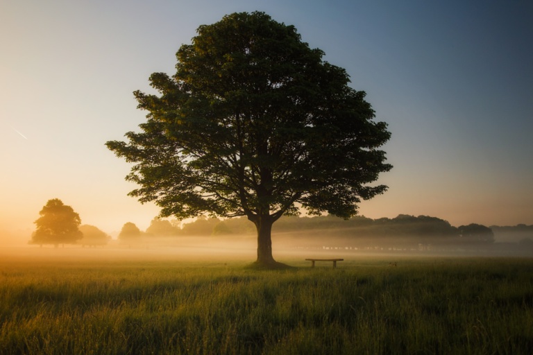 hardwood vs softwood