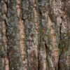 poplar bark texture