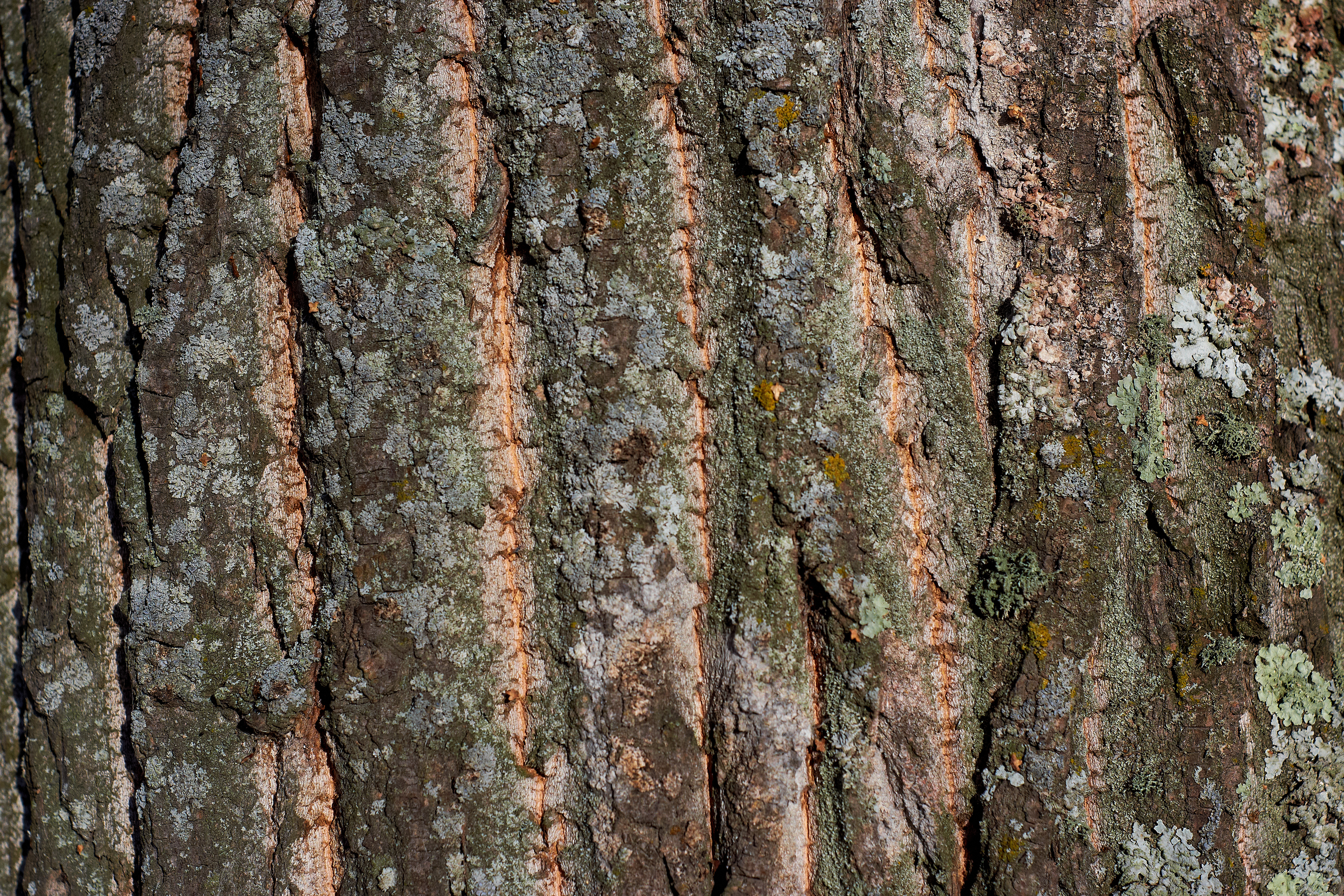 poplar bark texture