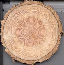 tree growth rings