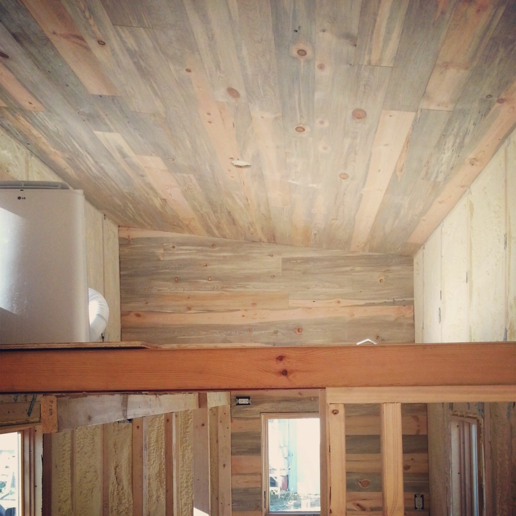 blue stain pine