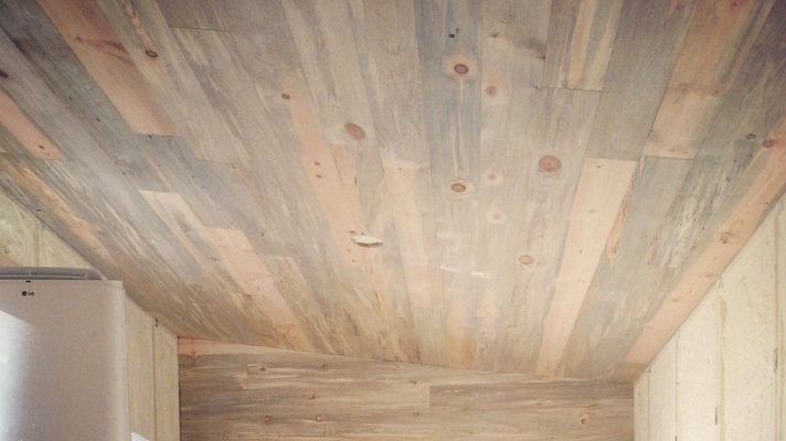 blue stain white pine