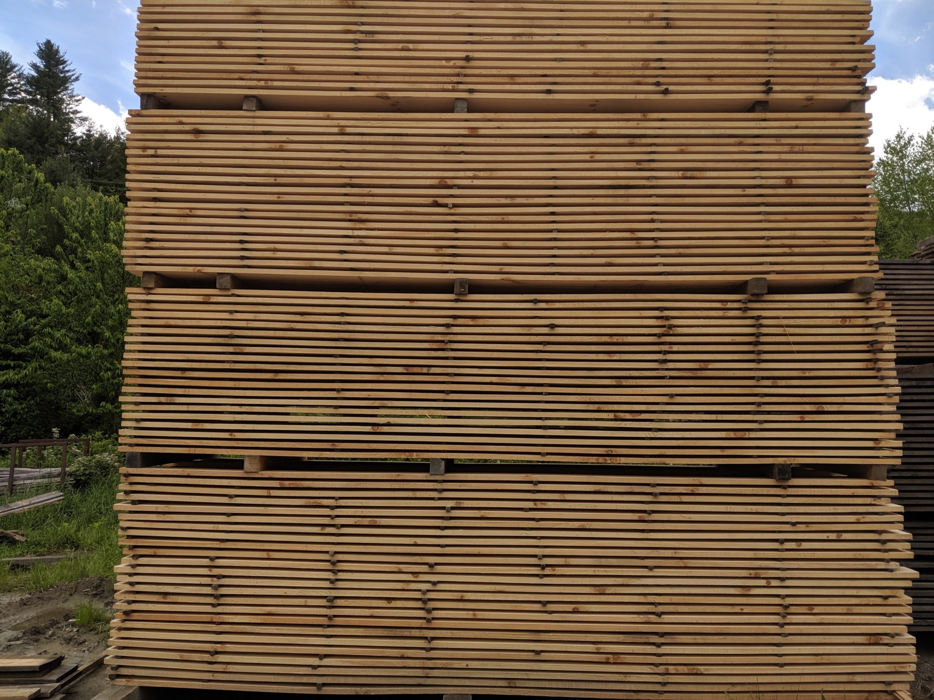 eastern white pine wood