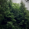 the douglas fir tree